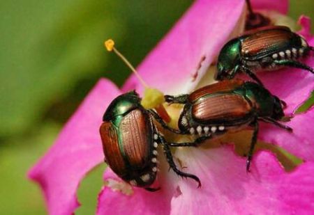 Picture for category Pest Control